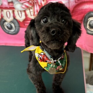 トイプードル♂3歳 仮名⭐︎月丸（月丸）