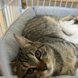 人なつこい甘えん坊のオス子猫