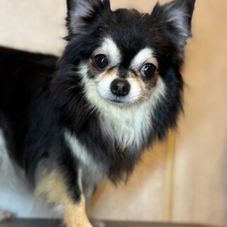 人好きで飼いやすい、かぐやの家族を募集します。