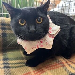 黒猫キャリア愛子ちゃん避妊済み