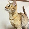 困り顔が可愛すぎる❤︎かえでちゃん サムネイル3