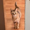 困り顔が可愛すぎる❤︎かえでちゃん サムネイル4