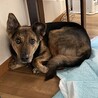 トライアル決定！沖縄出身でかめ中型犬☆タマキ サムネイル2