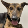 トライアル決定！沖縄出身でかめ中型犬☆タマキ サムネイル3