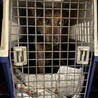 トライアル決定！沖縄出身でかめ中型犬☆タマキ サムネイル4