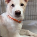 ずっとのおうちを探しています。
