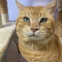 ボス顔だけど甘えん坊　茶トラの男の子