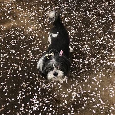 桜の花びら