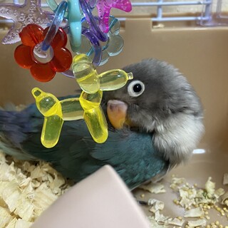 コザクラ・ボタン里親募集