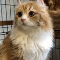 おうち決定〜ポヨ君