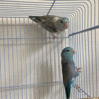 マメルリハ3羽 里親募集