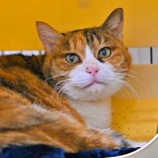 撫でられるのが好き♡穏やかな三毛の『ミッケちゃん』