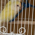 コザクラインコ クリームルチノー2羽