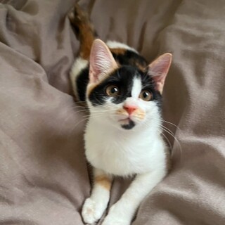 甘えん坊のスリゴロ♡はなのちゃん