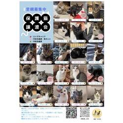 保護猫譲渡会　in山口市小郡地域交流センター サムネイル2