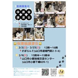 保護猫譲渡会　in山口市小郡地域交流センター サムネイル3