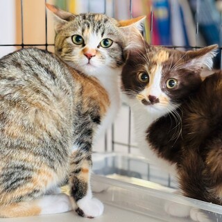 【2/23芝浦】生後3ヶ月★注目の個性派三毛姉妹