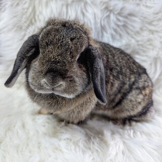 純血種　ホーランドロップ　女の子