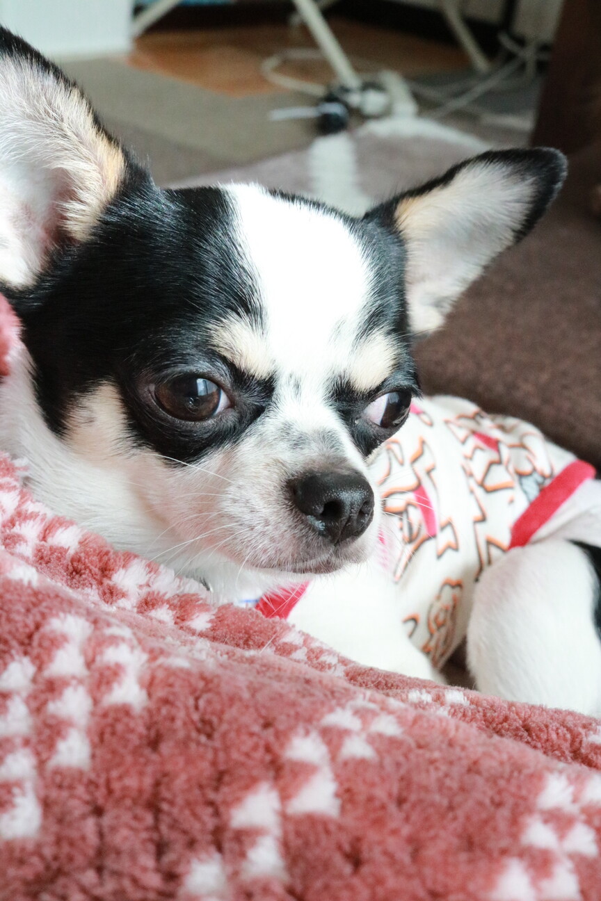 チワワ様ご依頼分　アルウェッティ40個 チワワ♂️4歳☆仮名 」埼玉県 - 犬の里親募集(504892) 7枚目の画像