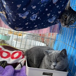 in江南市☆保護猫をオウチに迎えよう☆2025年1月26日（日）～ちーむ にゃいんず