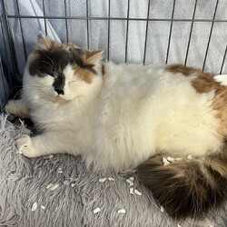 in日進市☆保護猫をオウチに迎えよう☆2025年1月26日（日）～ちーむ にゃいんず