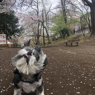 桜の下で