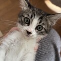 お転婆かこちゃん