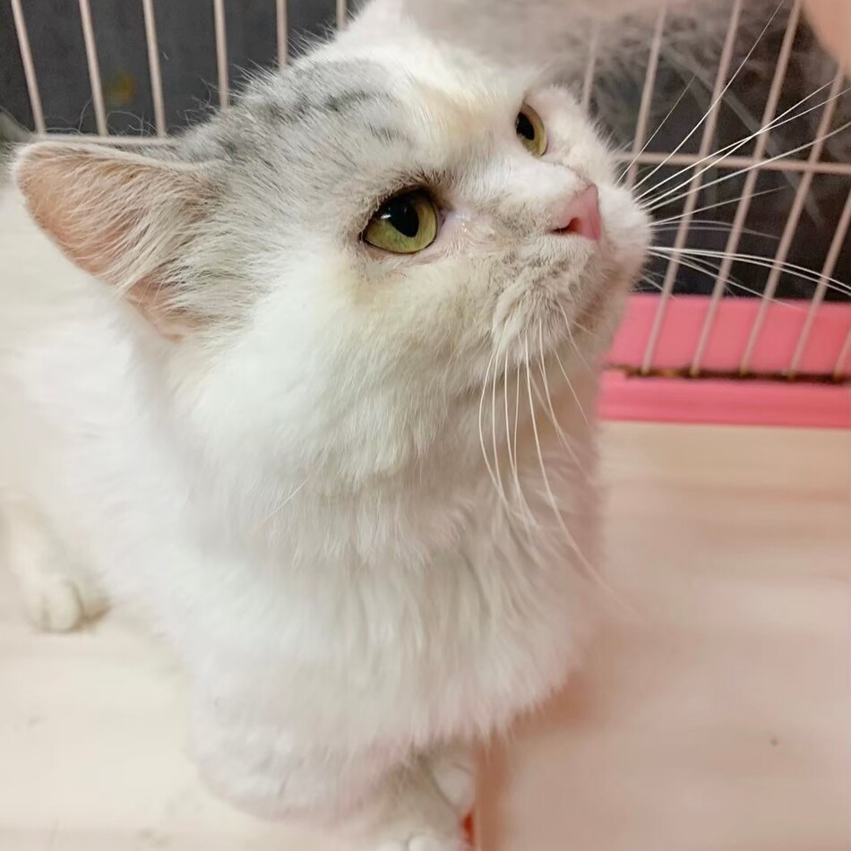 カノアのカバー写真