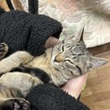 ゴロゴロ♡超人馴れのキジ美ちゃん