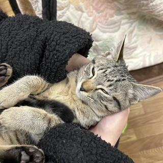 ゴロゴロ♡超人馴れのキジ美ちゃん