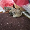 キンカチョウ大好きです。現在は青年期オス２年半１羽、３ヶ月のヒナ︎︎︎︎メス２羽と暮ら しています。 
