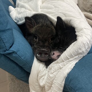 マイクロブタ2匹|とてもお利口で大人しいです！