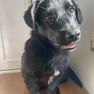 素敵なご縁がありました黒ラブmix