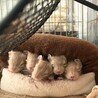 いちご大福デグー