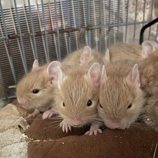 デグー　サンド1〜4匹　里親募集