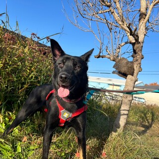 黒い毛が綺麗な【わかめ】ちゃん