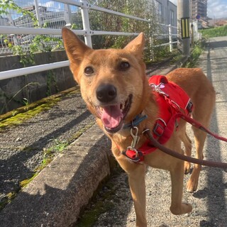 クリクリおめめが可愛い【ノエル】ちゃん