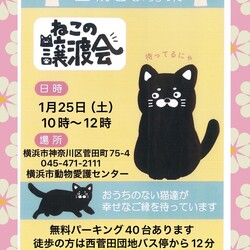 保護ねこ譲渡会in横浜市動物愛護センター サムネイル1