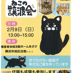 保護ねこ譲渡会in横浜市旭区 サムネイル1