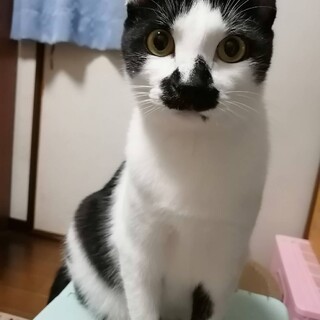 お鼻の柄が可愛いちょびこ！