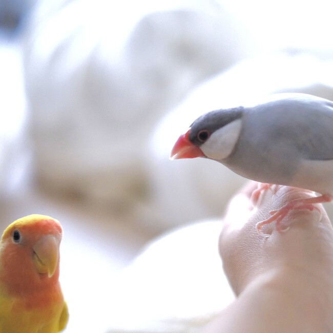 おさんぽするこのカバー写真