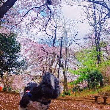 さくら