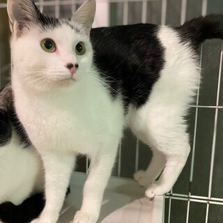 少しおとぼけ顔の8ヶ月くらいのオーレン