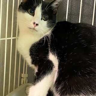 おとなしく、綺麗な女の子　マキア