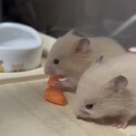 キンクマハムスター 昨年12/22産 8匹います
