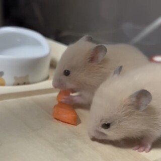 キンクマハムスター 昨年12/22産 8匹います