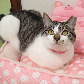 【1/25東銀座】はるみちゃん★7ヵ月半♪