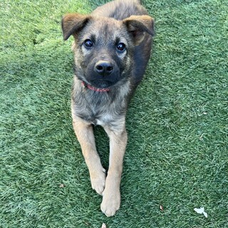 やんちゃで賢い元野犬の子犬こげ丸くん♂