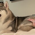 おちゃめなシベリアン　ハスキー