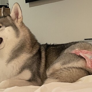 おちゃめなシベリアン　ハスキー